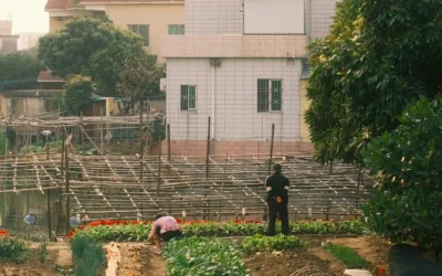 Agriculture urbaine à Bruxelles : cultiver la résilience, l’autonomie locale et le lien social !